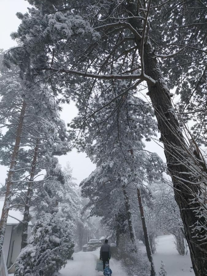 Konstantin * Zlatibor